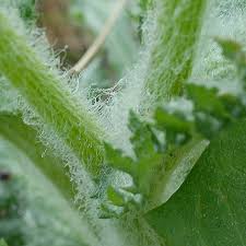 Attēlu rezultāti vaicājumam “Senecio vernalis leaf”