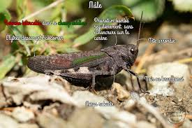 Attēlu rezultāti vaicājumam “Psophus stridulus”