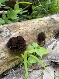 Attēlu rezultāti vaicājumam “Willkommlangea reticulata spores”