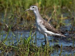 Attēlu rezultāti vaicājumam “Tringa stagnatilis adult”