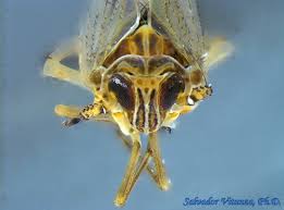 Attēlu rezultāti vaicājumam “Delphacidae”