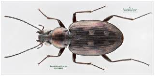 Attēlu rezultāti vaicājumam “Bembidion litorale”