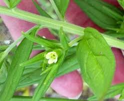 Attēlu rezultāti vaicājumam “Lithospermum officinale flower”