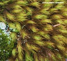Attēlu rezultāti vaicājumam “Paraleucobryum longifolium”