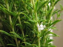 Image result for Bohnenkraut