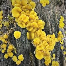 Attēlu rezultāti vaicājumam “Dacrymyces chrysospermus spores”