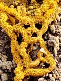 Attēlu rezultāti vaicājumam “Hemitrichia serpula”