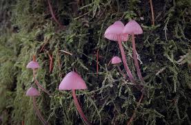 Attēlu rezultāti vaicājumam “Mycena purpureofusca”
