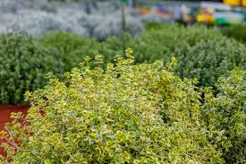 Attēlu rezultāti vaicājumam “Thymus pulegioides”