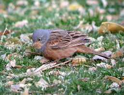Image result for Emberiza caesia