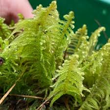 Attēlu rezultāti vaicājumam “Ptilium crista-castrensis”