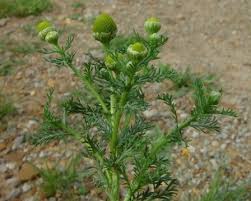 Attēlu rezultāti vaicājumam “Matricaria discoidea flower”