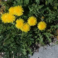 Attēlu rezultāti vaicājumam “Taraxacum officinale aggr. leaf”