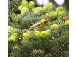 Image result for Dendroica tigrina