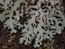 Attēlu rezultāti vaicājumam “Hypotrachyna sp.”