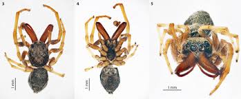 Attēlu rezultāti vaicājumam “Salticus sp.”