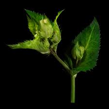 Attēlu rezultāti vaicājumam “Cirsium oleraceum leaf”