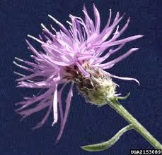 Attēlu rezultāti vaicājumam “Centaurea stoebe bud”