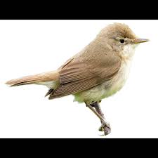 Attēlu rezultāti vaicājumam “Acrocephalus dumetorum”