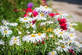 Image result for Chrysanthemum leucanthemum