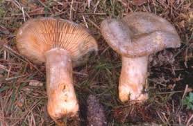 Attēlu rezultāti vaicājumam “Lactarius deliciosus”