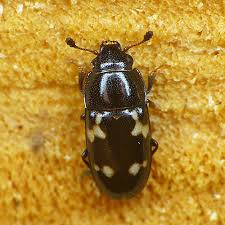 Attēlu rezultāti vaicājumam “Glischrochilus quadripunctatus imago”