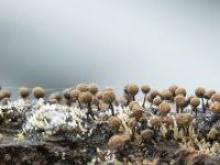 Attēlu rezultāti vaicājumam “Comatricha fragilis”