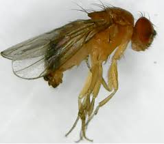 Attēlu rezultāti vaicājumam “Drosophila melanogaster”
