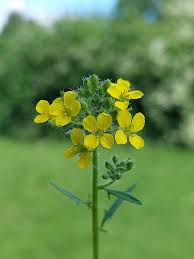 Attēlu rezultāti vaicājumam “Sisymbrium loeselii flower”