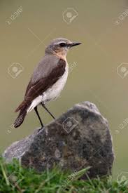 Attēlu rezultāti vaicājumam “Oenanthe oenanthe female”