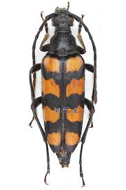Attēlu rezultāti vaicājumam “Leptura quadrifasciata”