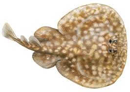 Image result for Torpedo marmorata