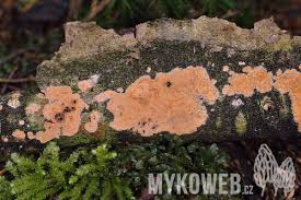 Attēlu rezultāti vaicājumam “Peniophora laurentii”