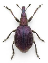 Attēlu rezultāti vaicājumam “Apionidae”