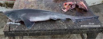 Image result for Hexanchus griseus