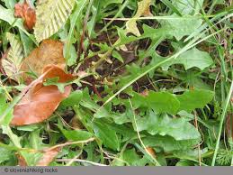 Attēlu rezultāti vaicājumam “Leontodon hispidus leaf”
