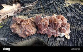 Attēlu rezultāti vaicājumam “Auricularia mesenterica”