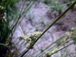 Attēlu rezultāti vaicājumam “Juncus conglomeratus”