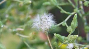 Attēlu rezultāti vaicājumam “Crepis paludosa flower”