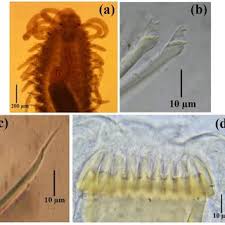 Attēlu rezultāti vaicājumam “Heterotrichia oerstedii (syn. Arcyria oerstedii) young”