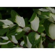 Attēlu rezultāti vaicājumam “Polygonatum odoratum bud”