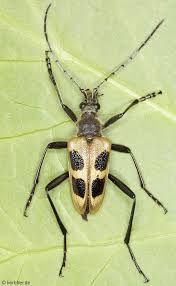 Attēlu rezultāti vaicājumam “Pachyta quadrimaculata”