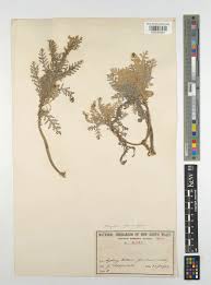 Image result for Chrysanthemum ptarmiciflorum