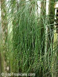 Attēlu rezultāti vaicājumam “Physarum psittacinum stalked”