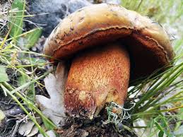 Attēlu rezultāti vaicājumam “Boletus luridus”
