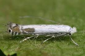 Attēlu rezultāti vaicājumam “Lyonetiidae”