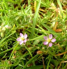 Attēlu rezultāti vaicājumam “Spergularia rubra”