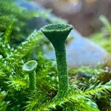 Attēlu rezultāti vaicājumam “Cladonia fimbriata”