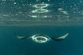 Image result for Mobula alfredi