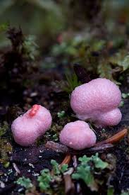 Attēlu rezultāti vaicājumam “Lycogala cf. fossiculatum young”